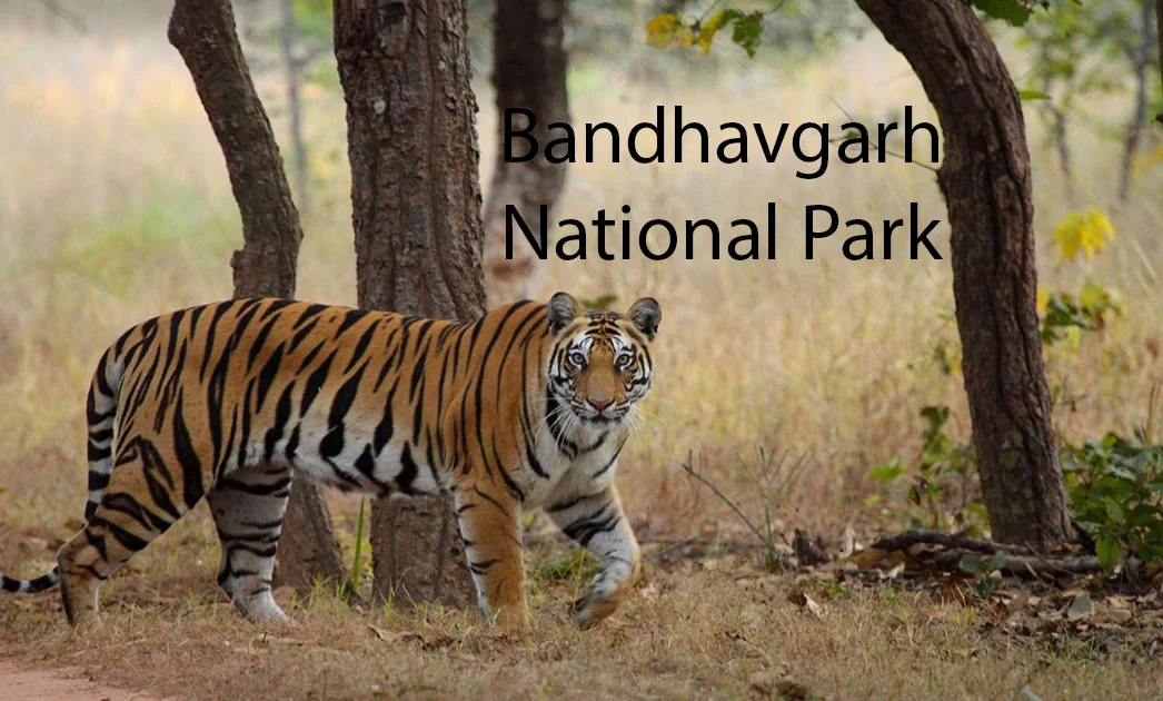 Bandhavgarh National Park