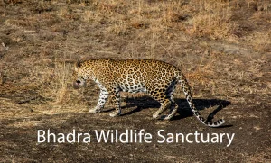 Bhadra Wildlife Sanctuary