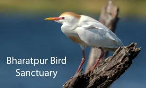 Bharatpur Bird Sanctuary