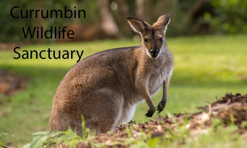 Currumbin Wildlife Sanctuary