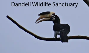 Dandeli Wildlife Sanctuary