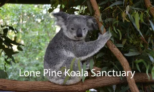 Lone Pine Koala Sanctuary