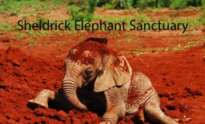 Sheldrick Elephant Sanctuary