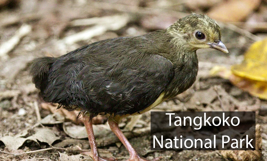 Tangkoko National Park