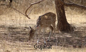 Gujarat